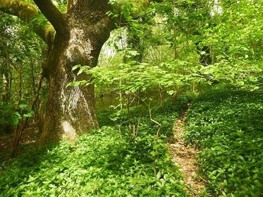 Woodland 4