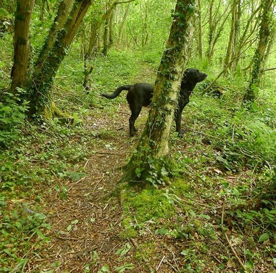 Woodland 5