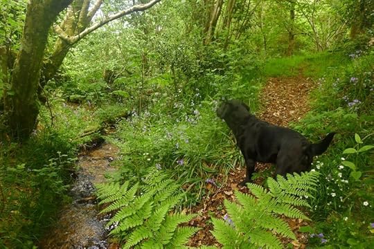 Woodland 6