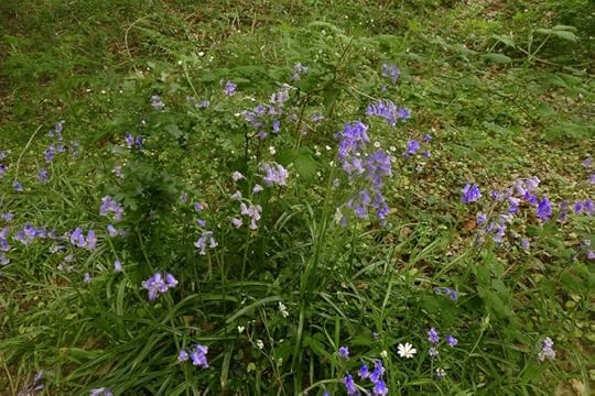 Devon Bluebells