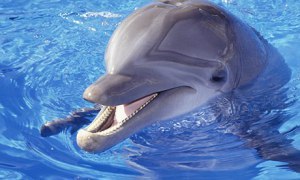 Dolphin in pool