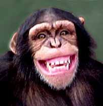 Chimp smiling