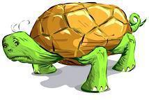 tortoise