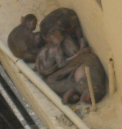 monkeys closeup IMG_0019 15.4.15