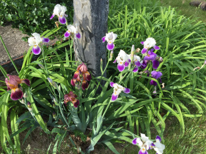 iris2