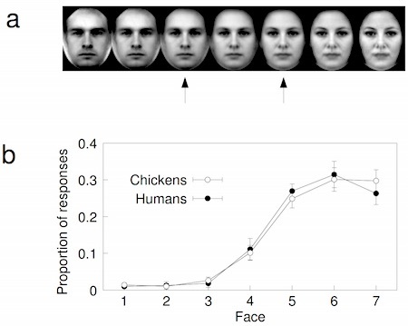 chickens-humans