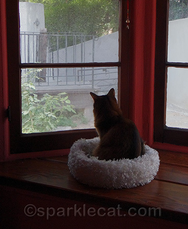 Bird watching