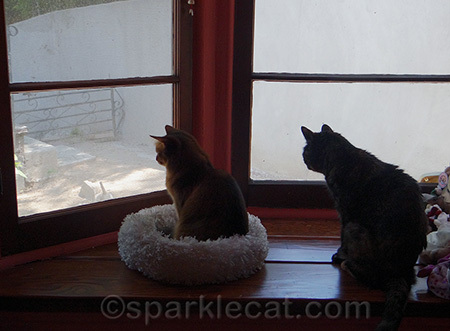 Bird watching with company