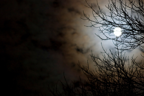 Moonlit Night