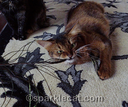 Don't YOU go all cross-eyed when you try to kill something?