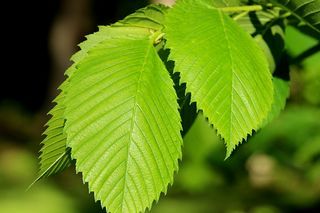 New-elm-leaves