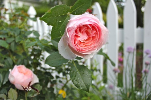 roses
