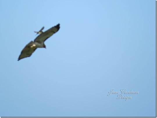 Hawk_scissortail_attack