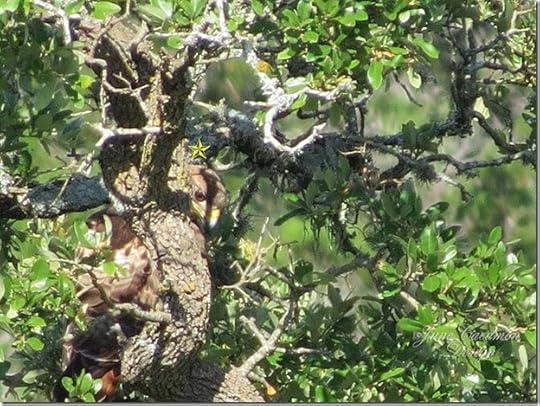 Hawk_tree