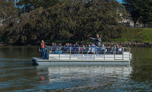 Taking the Elkhorn Slough Safari - Sea Otters, Sea Lions, and California Seals, Oh My!