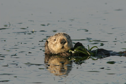 Taking the Elkhorn Slough Safari - Sea Otters, Sea Lions, and California Seals, Oh My!