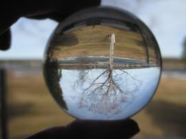 Glass globe with an upside-down tree reflected inside.