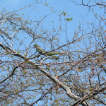 Iguana at the top of a tree