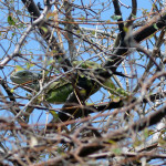 Iguana in a tree