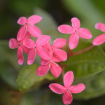 Tiny pink flowers