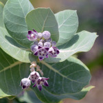 Star flower succulent