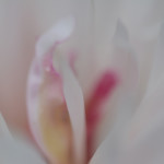 Super closeup peony innards