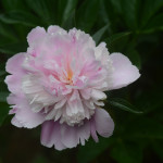 Peony