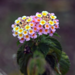 Multicolored island flowers