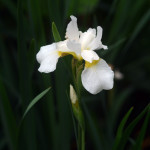 Yellow iris