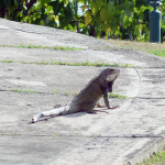 Grandpa Iguana