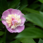 Peony