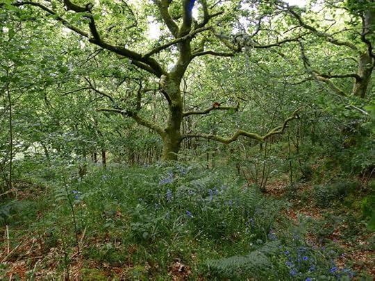 Fairy Oak, Devon