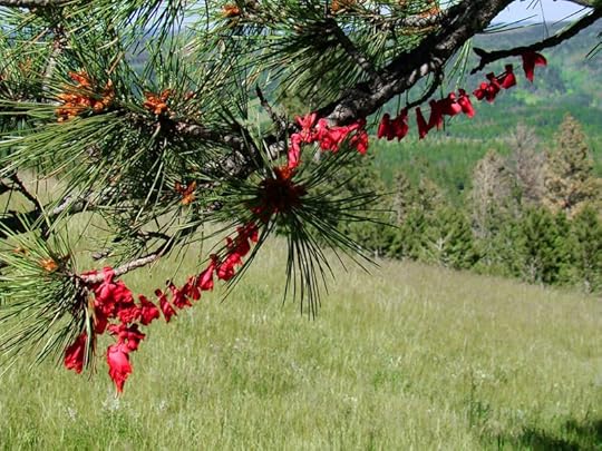 Native American Prayer Ties on Hat Mountain, South Dakota