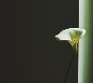 lily