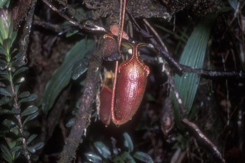 Pitcherplant