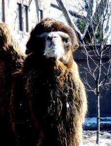 hairyanimal