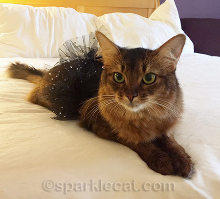 If I look slightly miffed, it's because I really, really wanted to chew on the tulle and knew I wasn't supposed to!