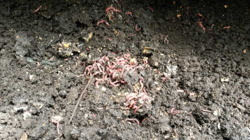 Worms at work