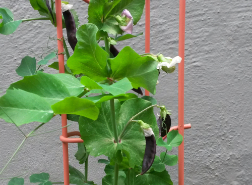 Purple pea pods (say ten times fast)