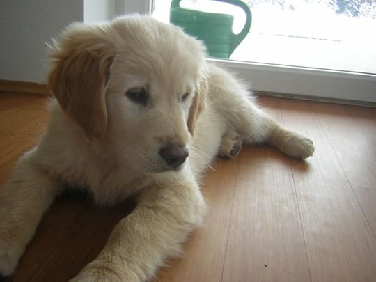 File:Golden Retriever Puppy 12weeks.JPG - Wikimedia Commons