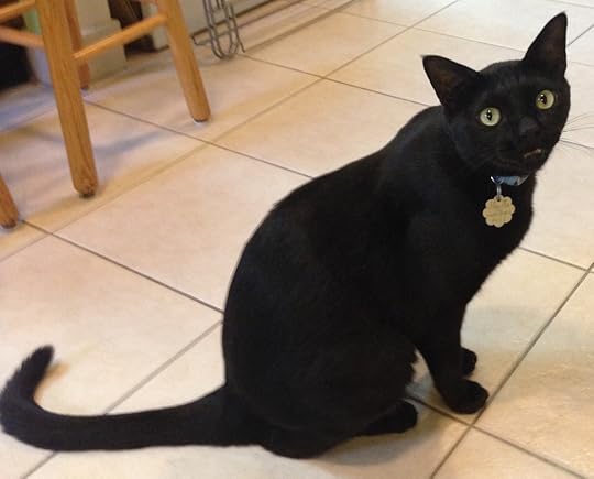 All that food, and none for Eddie the Cat.