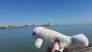 * Corspoot Christi Bay *