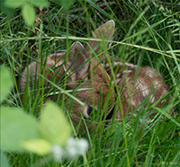 Photo by Dottie Tison