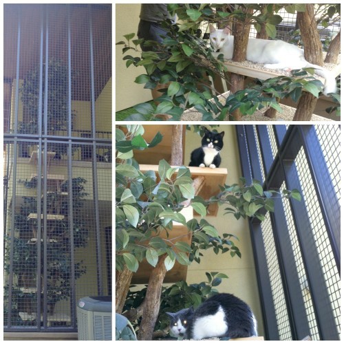 worlds-tallest-cat-tree