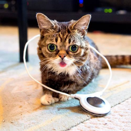 Assisi_Loop_Lil_BUB