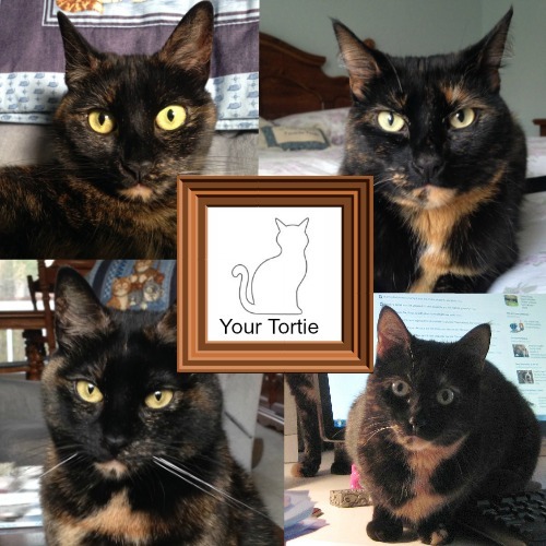 tortitude-photos