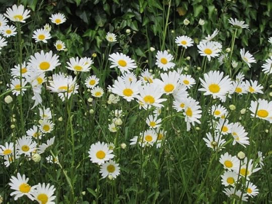 ox eye daisies growing in the verge by the entrance to Stokesay.
