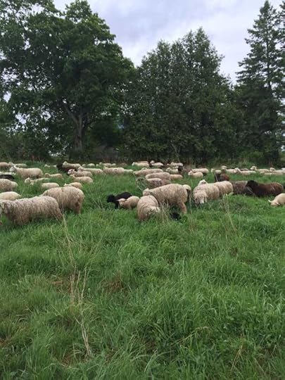 sheeponpasture