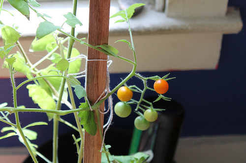 tomato plant