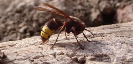 Screen Shot 2015-06-05 at 9.02.26 AM